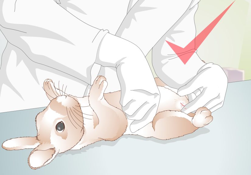 How to Care for Your Rabbit After Neutering or Spaying: 12 Steps