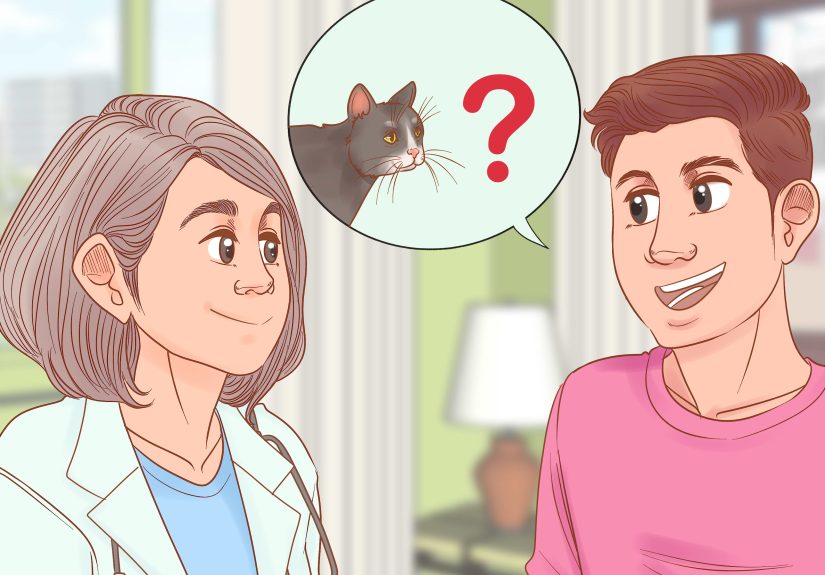 How to Diagnose and Treat Stud Tail in Cats: 14 Steps