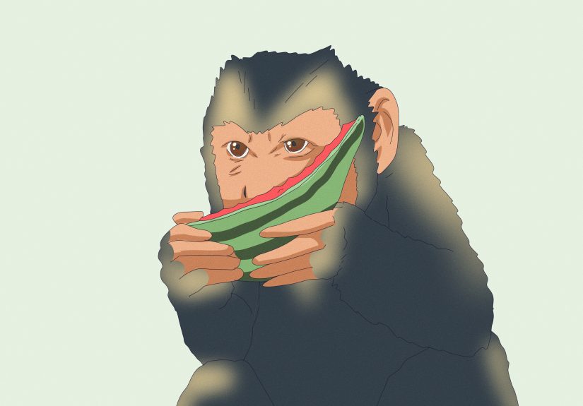 How to Dominate a Capuchin Monkey: 11 Steps