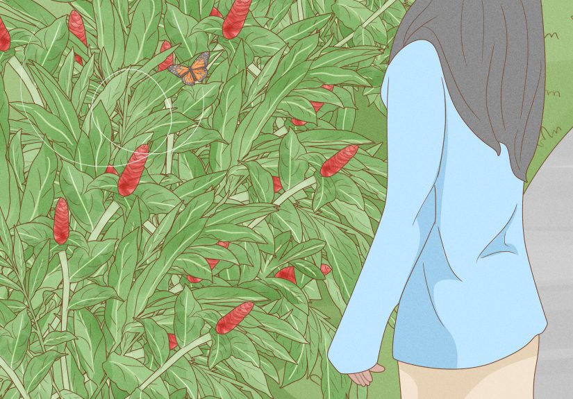 How to Easily Catch a Butterfly with Your Hand: 6 Steps