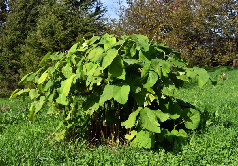 How to Grow a Root Beer Plant Like a Pro