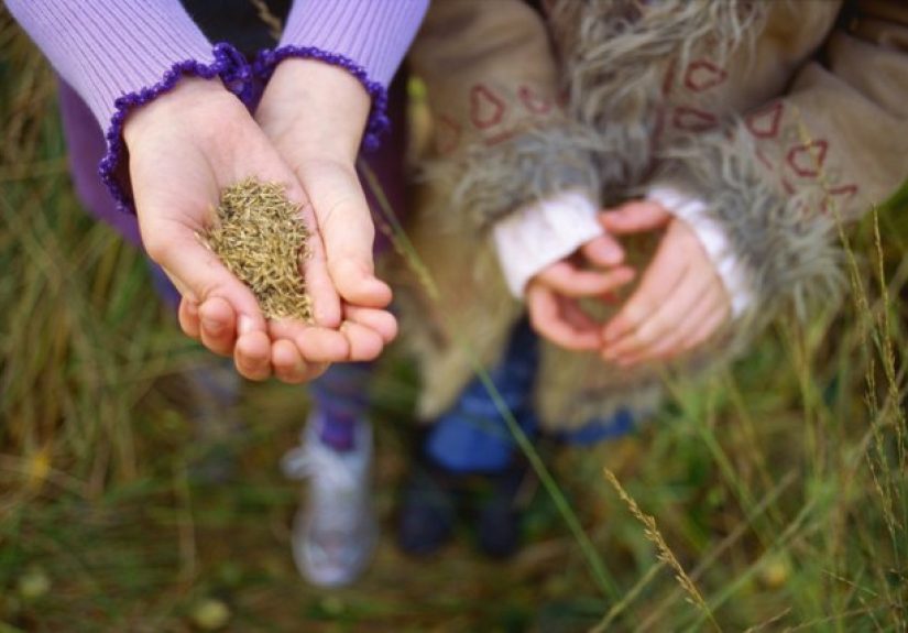 How to Harvest Grass Seed