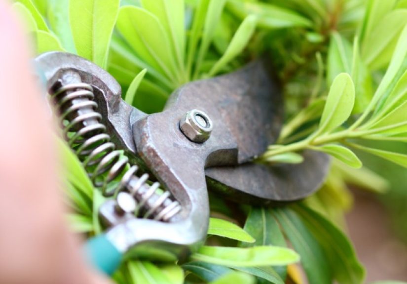 How to Harvest Herbs So They Continue to Produce