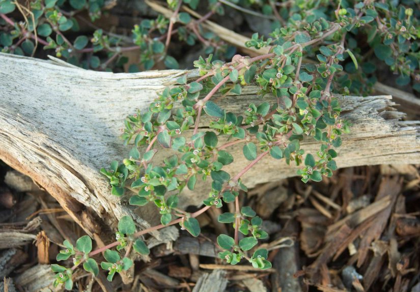 How to Identify and Get Rid of Spurge Weed