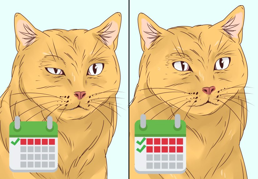 How to Treat Blepharitis in Cats: Diagnose a Swollen Eye