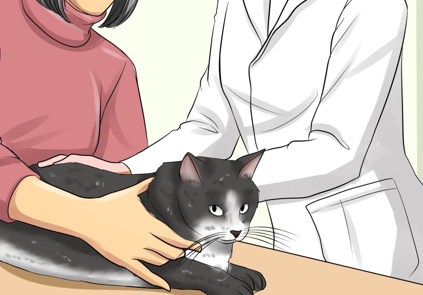 How to Treat Third Eyelid Protrusion in Cats: 8 Steps
