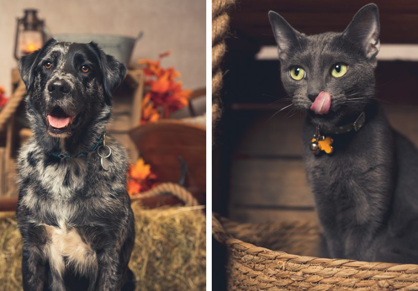I Am A Professional Pet Photographer, And These Are The Best Shots I Took (25 Pics)