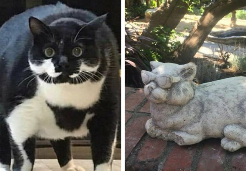 I Collected Cat Memes To Get You Through Today (16 Pics)