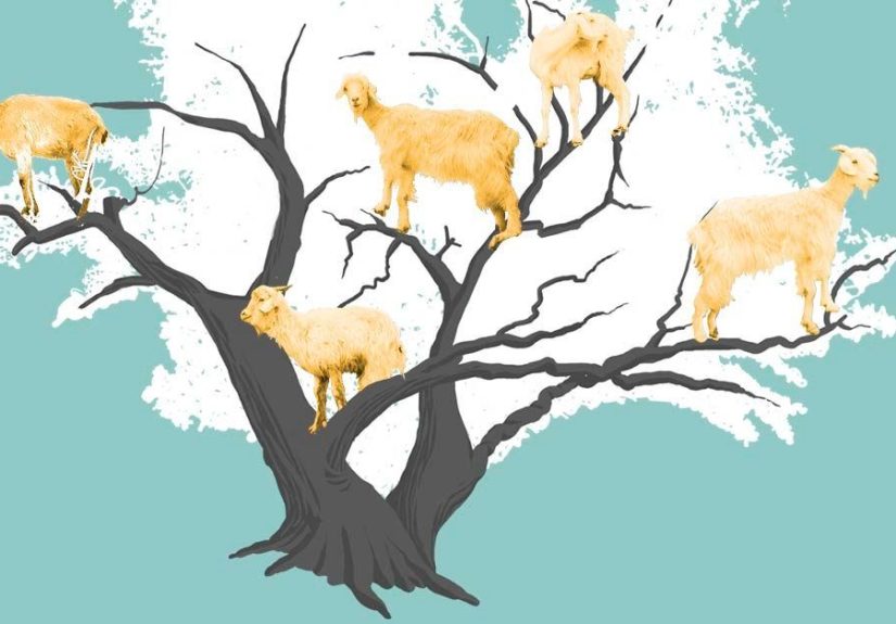 Is Goat’s Milk Right for You?