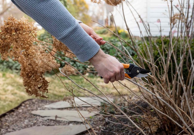 Not All Shrubs Need Pruning Before WinterHere’s Which Ones Actually Need It