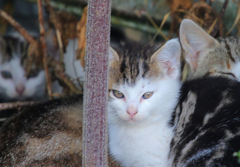 Our Story Of Adopting Two Feral Kittens