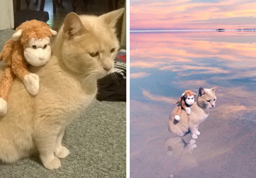 Photoshop Challenge: Help My Cat And His Toy Travel The World