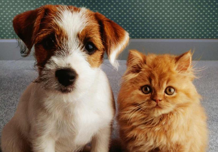 The 10 Most Popular Pet Names of 2024