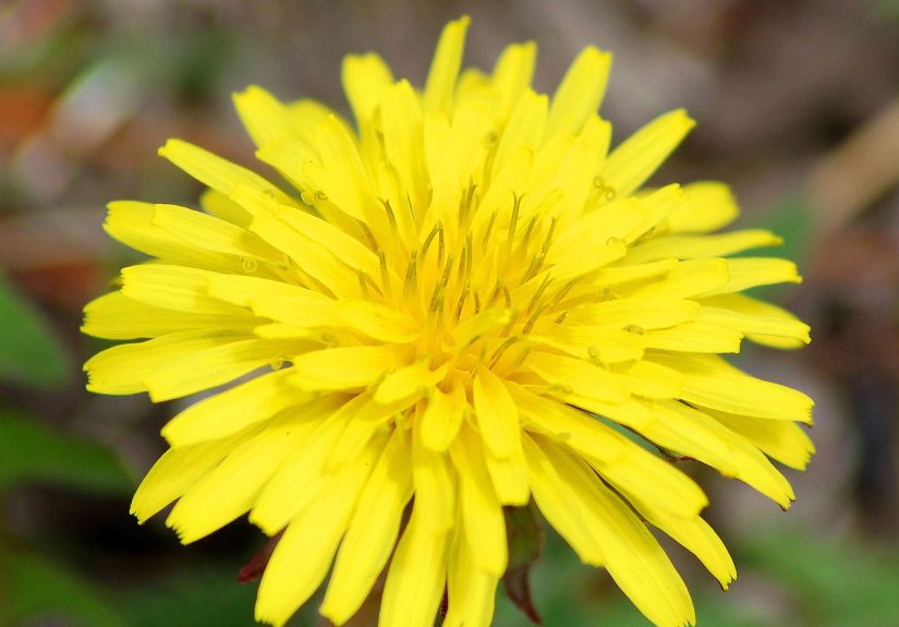 What Kills Weeds Permanently?