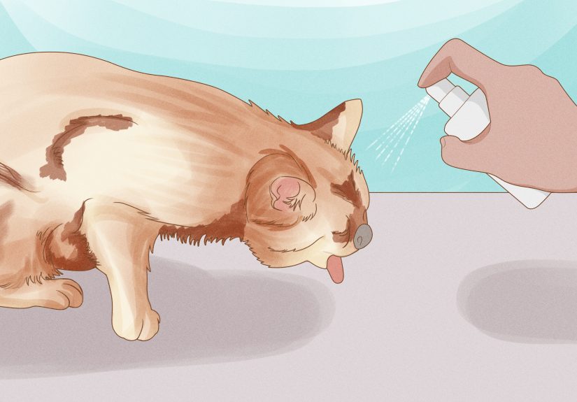 Why Your Neutered Cat Humps and How to Stop Him