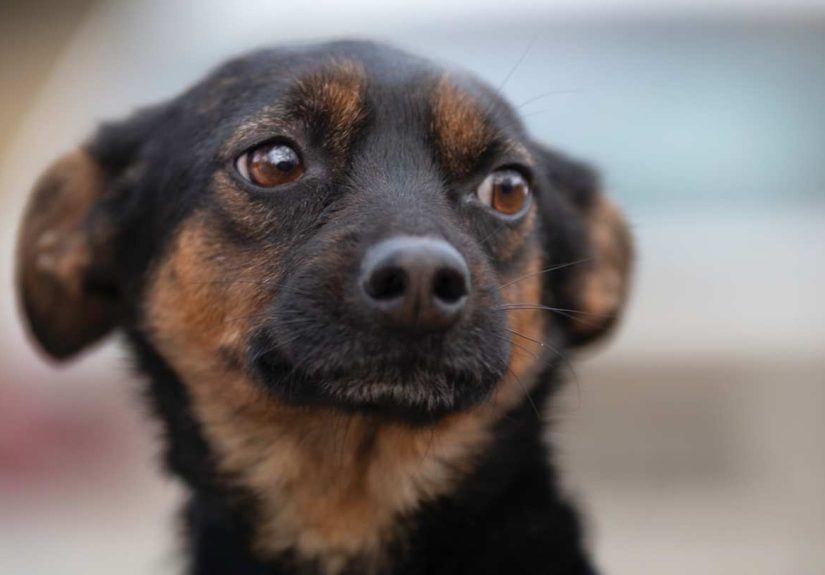 10 Expert Tips for Calming an Anxious Dog