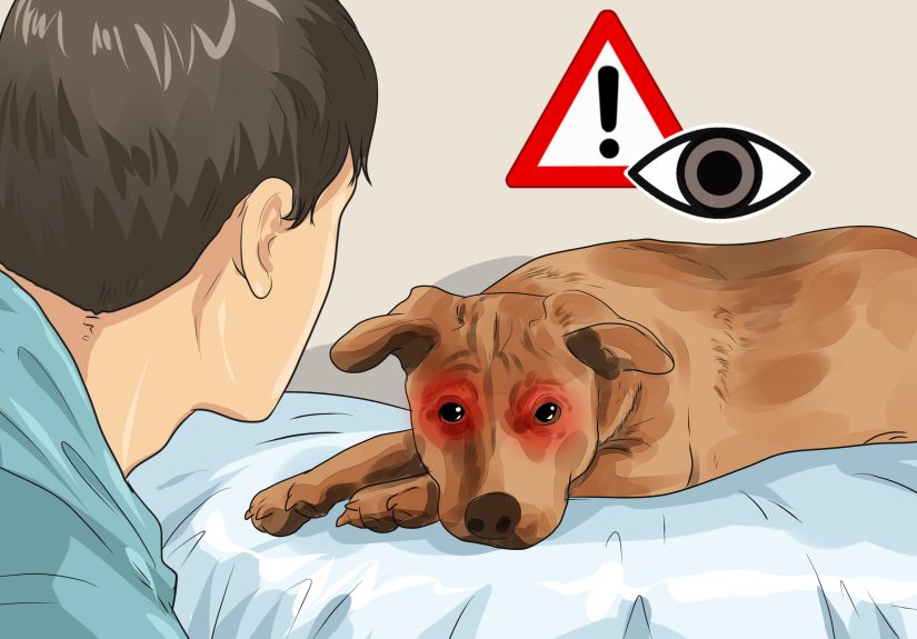 4 Ways to Help a Dog with Cataracts