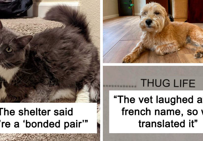 50 Soul-Healing Pics To Celebrate Rescue Pets And Their Heroes (July Edition)