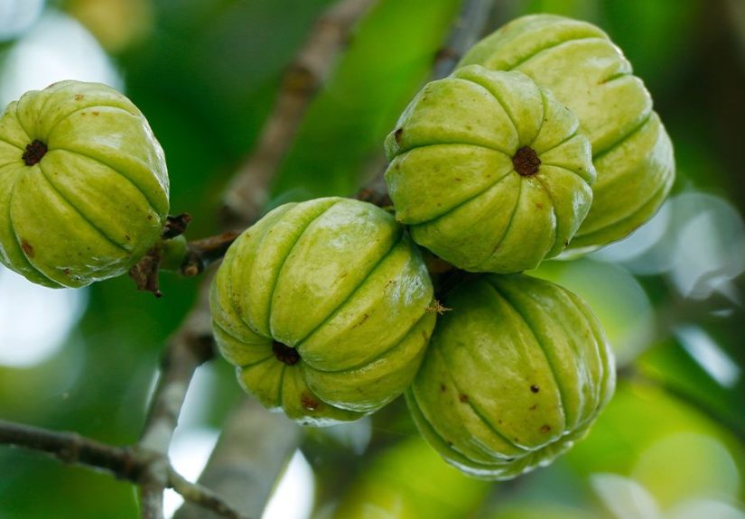 Garcinia Cambogia: Does It Work?