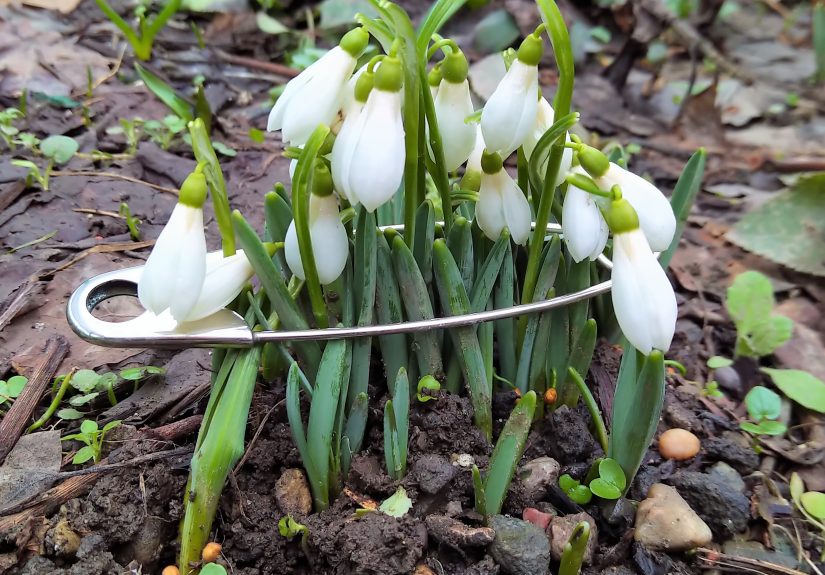 Hello, Pandas! Share A Photo Of The First Spring Flowers That Made You Happy After A Long Winter!