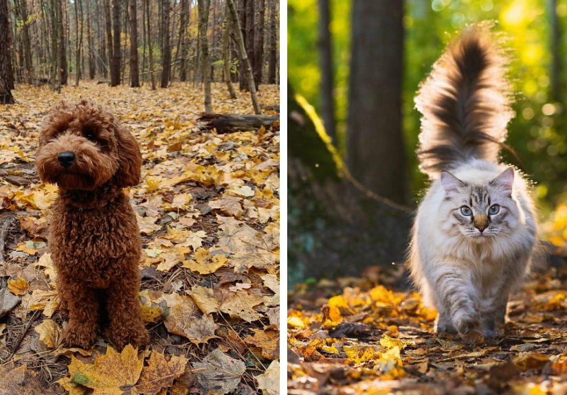 Hey Pandas, Share Photos Of Your Pets Playing In Autumn Leaves