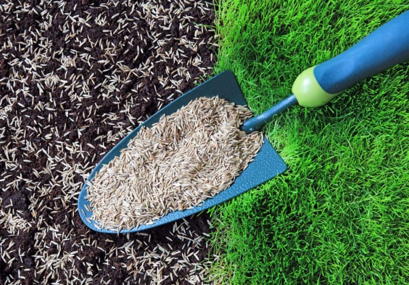 How Much Does it Cost to Reseed a Lawn?