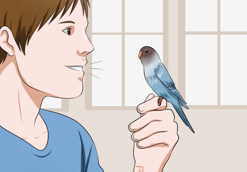 How to Gain Your Parakeet's Trust: 11 Steps