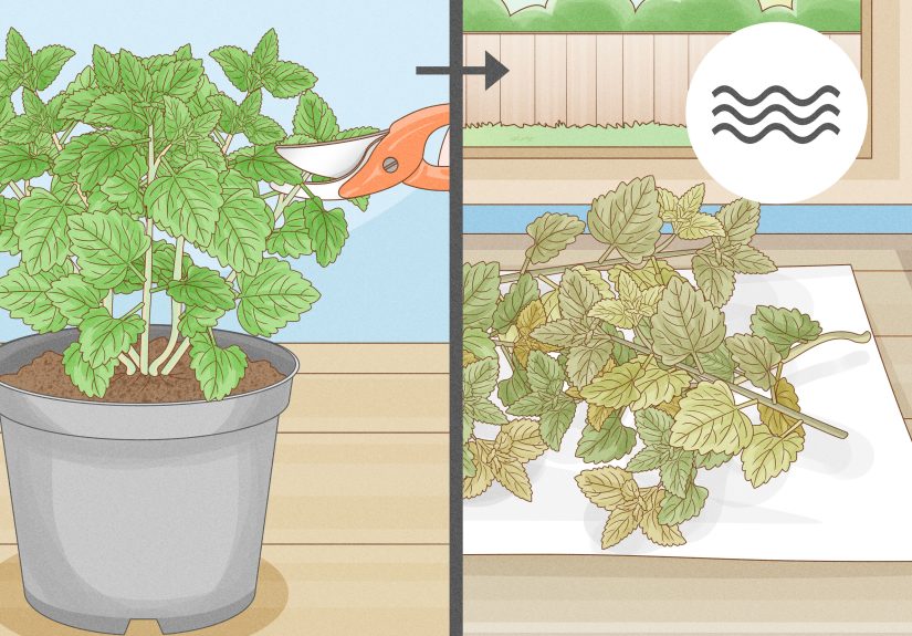 How to Grow Catnip: 11 Steps