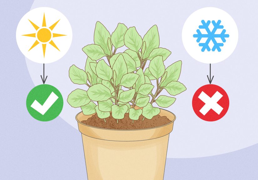 How to Harvest Basil so It Keeps Growing All Season Long