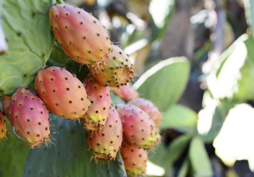 How to Kill Prickly Pear Cactus