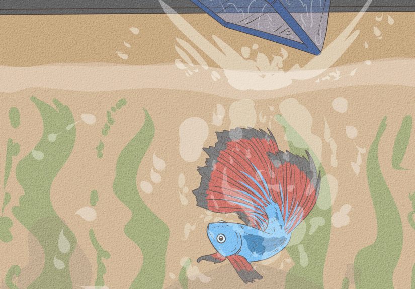 How to Prevent and Treat Popeye in Betta Fish: 10 Steps