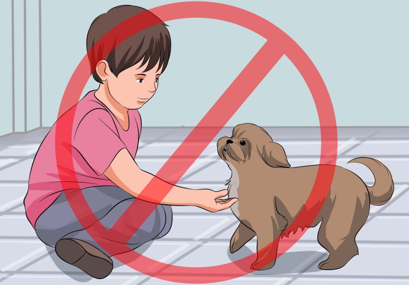 How to Train Your Shih Tzu: 12 Steps