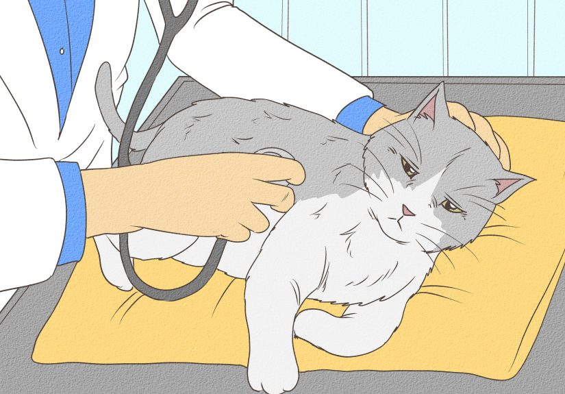 How to Treat a Poisoned Cat: 13 Steps