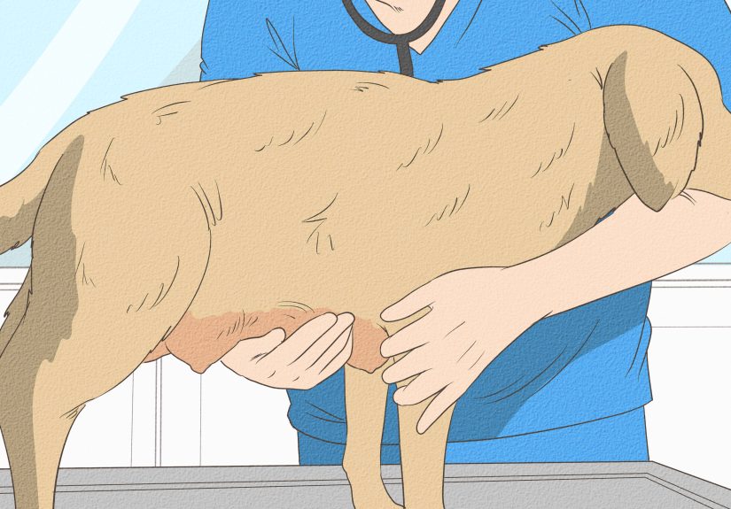 How to Treat Mastitis in Dogs: 11 Steps