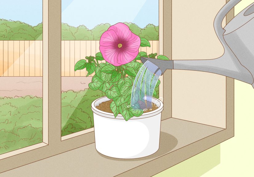 How to Winterize a Perennial Hibiscus: 15 Steps