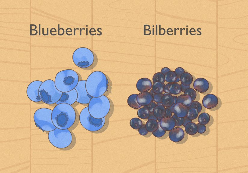 Huckleberry vs. Blueberry: Is There a Difference?