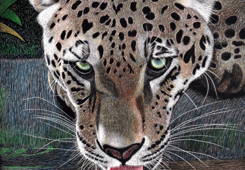 I Found This Beauty Looking For Big Cats On Internet And After 2 Weeks Of “Scratching”, This Is The Result! This Leopard Went To Canada To Join The Lioness A Few Weeks Ago! – Www.luzimmscratchart.com