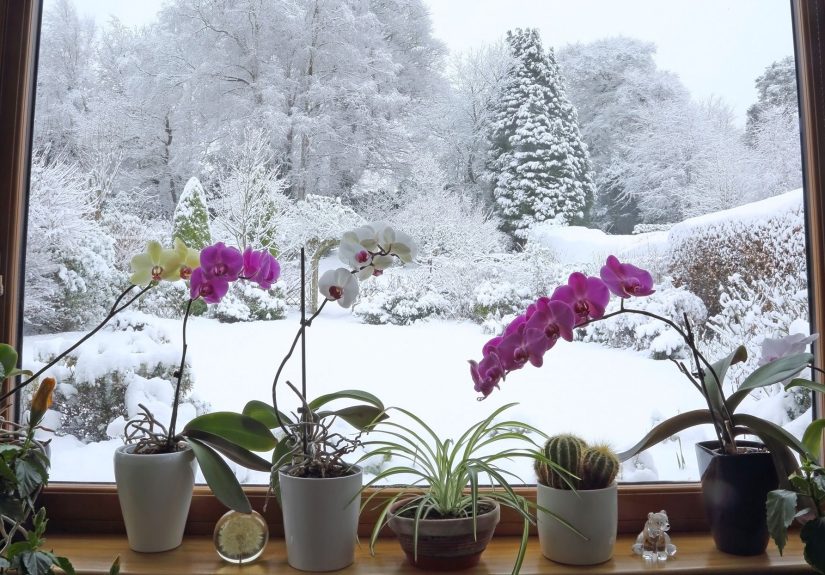 Is Melted Snow Good for Watering Houseplants? Here's What Experts Say