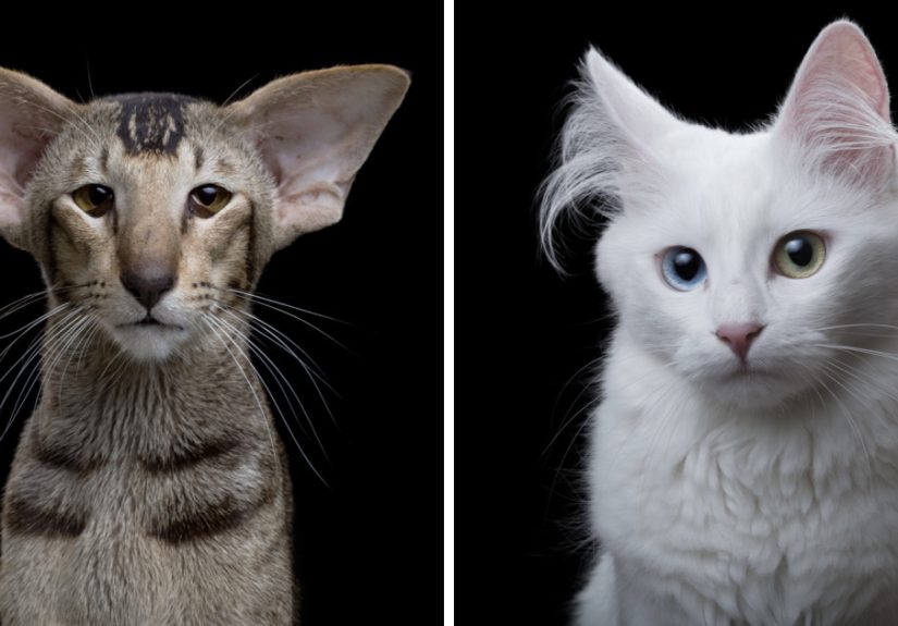 My Close, Personal Portraits Of Cats And Dogs (Part 2)