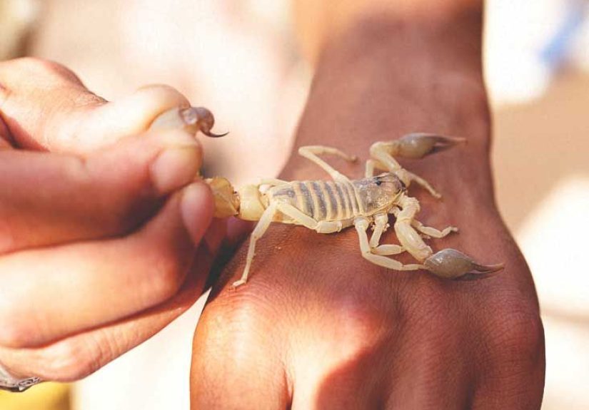 Scorpion Sting: Treatment and Symptoms