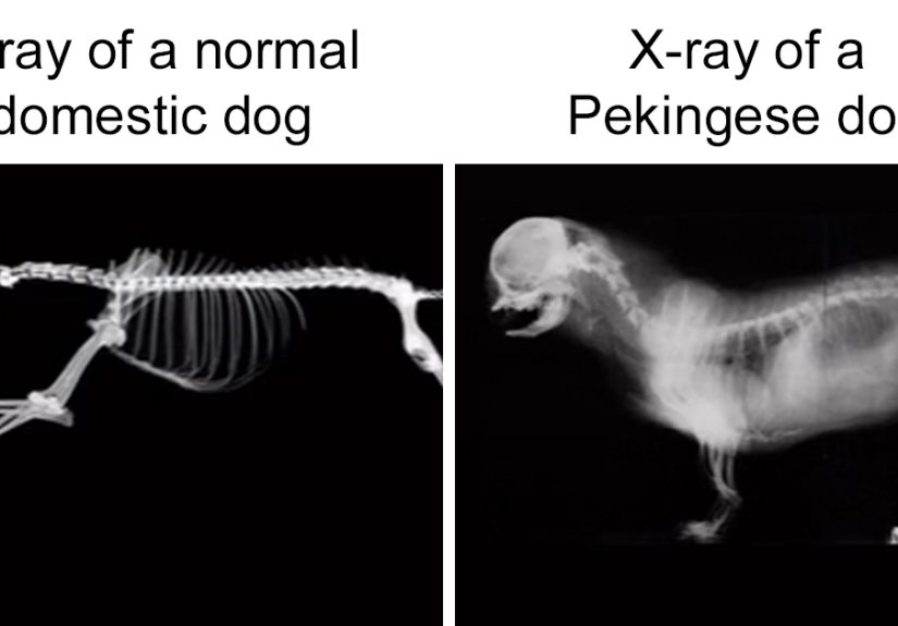 Vet Angry At So Many People Believing These Pet Breeds Are &ldquo;Cute&rdquo; Explains How They Are Not