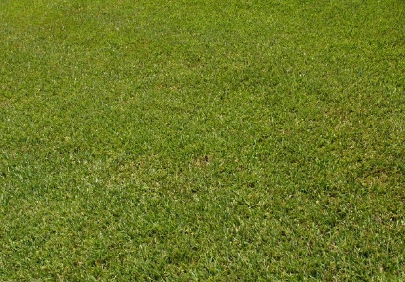When to Fertilize After Thatching a Lawn?